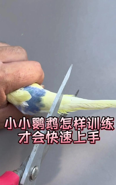 鸟如何上架,快速掌握技巧,轻松完成操作 鸟如何上架,快速掌握技巧,轻松完成操作