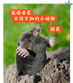 鼹鼠怎么读,发音要点,常见误区 鼹鼠怎么读,发音要点,常见误区