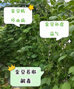 如何获取金豆,了解主要途径,掌握实用技巧 如何获取金豆,了解主要途径,掌握实用技巧