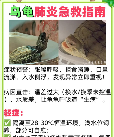 龟怎么杀,处理步骤详解,新手也能轻松上手 龟怎么杀,处理步骤详解,新手也能轻松上手