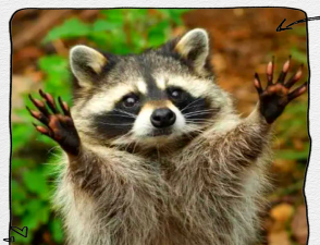 浣熊怎么读,发音要点,常见误区 浣熊怎么读,发音要点,常见误区