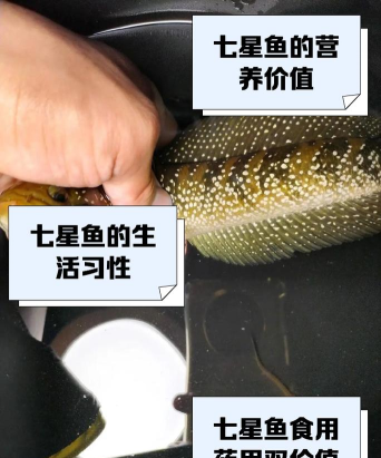 七星鱼怎么钓,掌握关键技巧,提升上鱼率 七星鱼怎么钓,掌握关键技巧,提升上鱼率