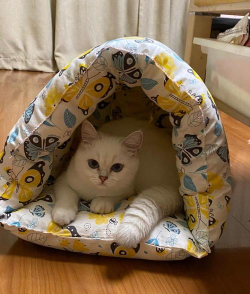 小猫的窝怎么做,材料选择很关键,舒适安全最重要 小猫的窝怎么做,材料选择很关键,舒适安全最重要