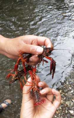 怎么抓小龙虾,掌握实用技巧,轻松收获满满 怎么抓小龙虾,掌握实用技巧,轻松收获满满