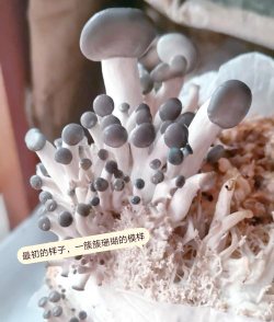 平菇怎么种,掌握关键步骤,轻松收获美味 平菇怎么种,掌握关键步骤,轻松收获美味