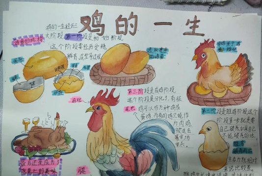 鸡怎么来的,从蛋到鸡,生命起源的探索 鸡怎么来的,从蛋到鸡,生命起源的探索