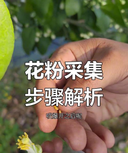 如何采花粉,掌握正确方法,提高采集效率 如何采花粉,掌握正确方法,提高采集效率