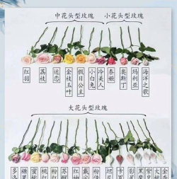 如何刷鲜花,提升账号活跃度,增加社交互动 如何刷鲜花,提升账号活跃度,增加社交互动