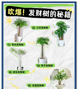 摇钱树如何种,选对品种,掌握技巧 摇钱树如何种,选对品种,掌握技巧