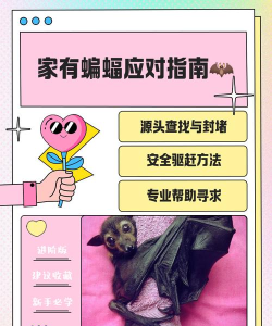 如何除蝙蝠,安全有效方法,家庭实用指南 如何除蝙蝠,安全有效方法,家庭实用指南