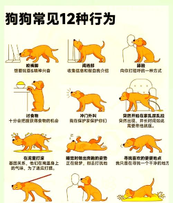 宠物如何合体,理解核心机制,掌握正确方法 宠物如何合体,理解核心机制,掌握正确方法