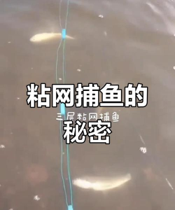 如何逮鱼,掌握实用技巧,轻松捕获美味 如何逮鱼,掌握实用技巧,轻松捕获美味
