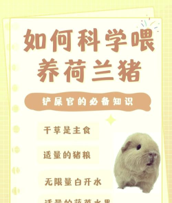 如何喂养小猪,掌握正确方法,确保健康成长 如何喂养小猪,掌握正确方法,确保健康成长