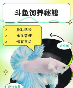斗鱼怎么斗,观赏鱼饲养,常见问题解答 斗鱼怎么斗,观赏鱼饲养,常见问题解答