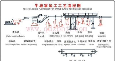牛怎么杀的,屠宰流程详解,常见问题解答 牛怎么杀的,屠宰流程详解,常见问题解答