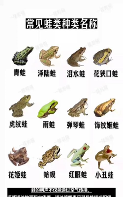 青蛙怎么叫 青蛙怎么叫