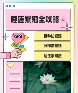 睡莲如何繁殖 睡莲如何繁殖