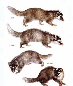 鼬鼠怎么读 鼬鼠怎么读