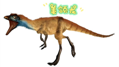 美颌龙怎么读 美颌龙怎么读