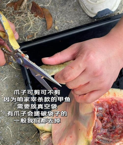 乌龟怎么杀 乌龟怎么杀