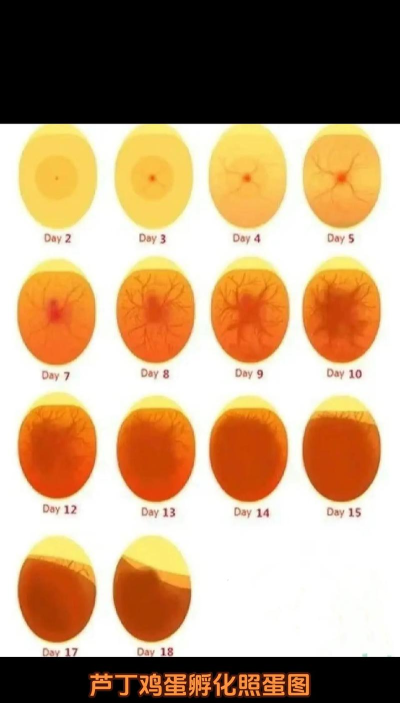 鸡蛋怎么孵 鸡蛋怎么孵