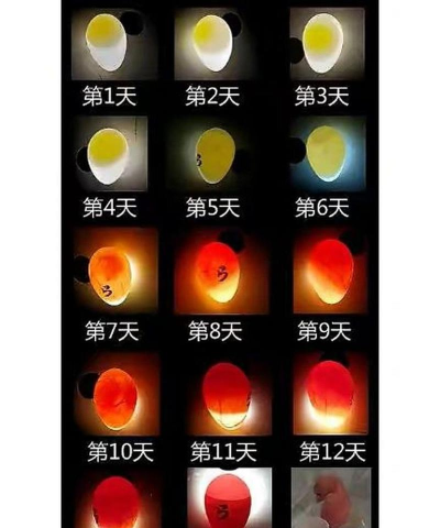 怎么孵出小鸡 怎么孵出小鸡