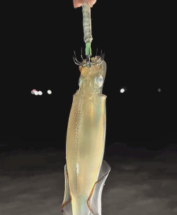 怎么钓鱿鱼 怎么钓鱿鱼