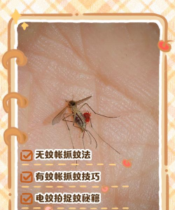 怎么抓蚊子 怎么抓蚊子