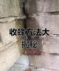 蜜蜂怎么抓 蜜蜂怎么抓