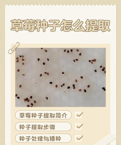 怎么找种子 怎么找种子