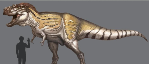 暴龙怎么样 暴龙怎么样