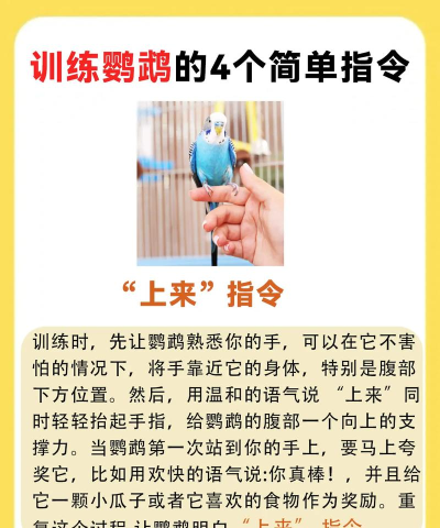 怎么训鹦鹉 怎么训鹦鹉