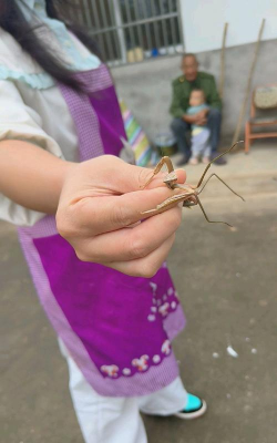 螳螂怎么抓 螳螂怎么抓