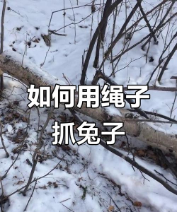 怎么套兔子 怎么套兔子