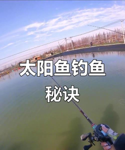 怎么钓太阳鱼 怎么钓太阳鱼