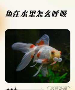 在水里怎么呼吸 在水里怎么呼吸