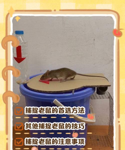 怎么捕捉老鼠 怎么捕捉老鼠
