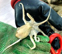 怎么抓八爪鱼 怎么抓八爪鱼