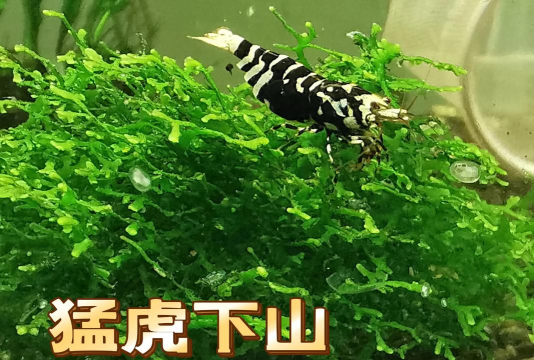 水晶虾怎么做 水晶虾怎么做
