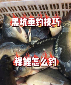 裸鲤怎么钓 裸鲤怎么钓