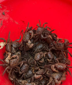 怎么抓河蟹 怎么抓河蟹