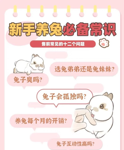 兔子怎么养,新手入门指南,健康饲养全攻略 兔子怎么养,新手入门指南,健康饲养全攻略