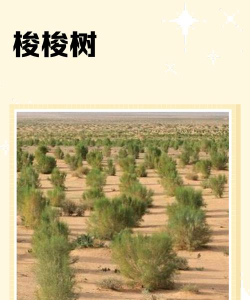 梭梭树怎么读,正确发音解析,常见误读纠正 梭梭树怎么读,正确发音解析,常见误读纠正