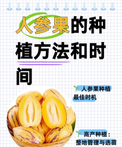 人参果怎么种植,掌握关键技巧,轻松收获美味果实 人参果怎么种植,掌握关键技巧,轻松收获美味果实