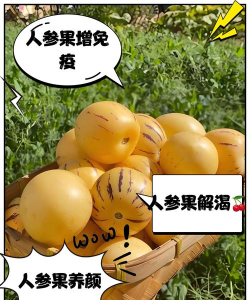 怎么点化超级人参果,掌握核心技巧,轻松提升果实品质 怎么点化超级人参果,掌握核心技巧,轻松提升果实品质