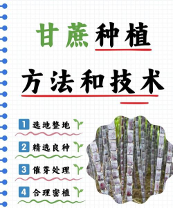 甘蔗怎么种植,掌握关键步骤,轻松收获甜蜜果实 甘蔗怎么种植,掌握关键步骤,轻松收获甜蜜果实