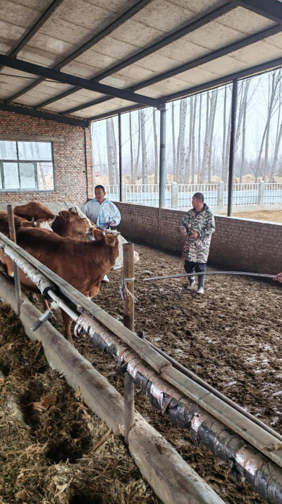 养牛,科学饲养管理,提高养殖效益 养牛,科学饲养管理,提高养殖效益