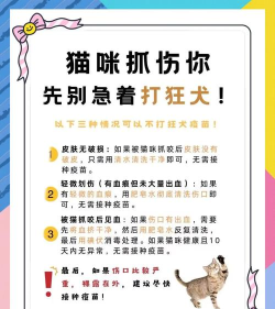 如何抓猫,安全有效方法,避免猫咪受伤 如何抓猫,安全有效方法,避免猫咪受伤