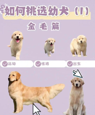 如何买狗,挑选健康幼犬,避开常见陷阱 如何买狗,挑选健康幼犬,避开常见陷阱