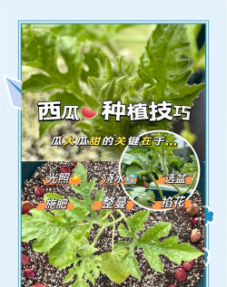 西瓜如何种,掌握关键技巧,轻松收获甜美果实 西瓜如何种,掌握关键技巧,轻松收获甜美果实